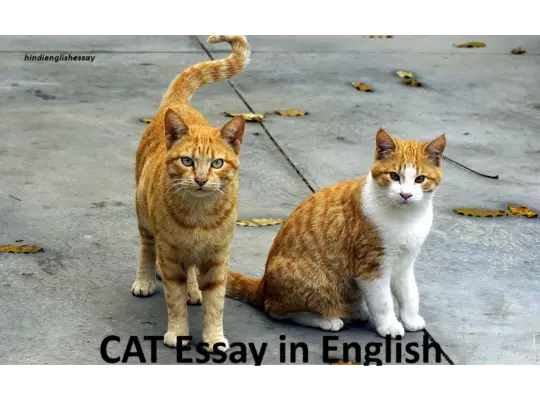 CAT Essay in English