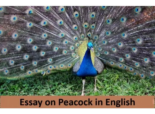 Essay on Peacock in English